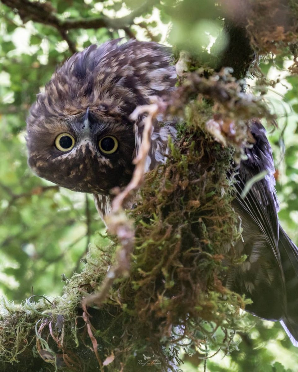 Southland_NZ's tweet photo. Perhaps its time to stretch a bit while in lockdown, but maybe not as much as this young ruru (morepork) here ;)!

photo by @newzealandphotographs
📍Fiordland

#mysouthland #stayhomenz #fiordland #nzbirds #morepork #ruru https://t.co/ciQuu8AtIA