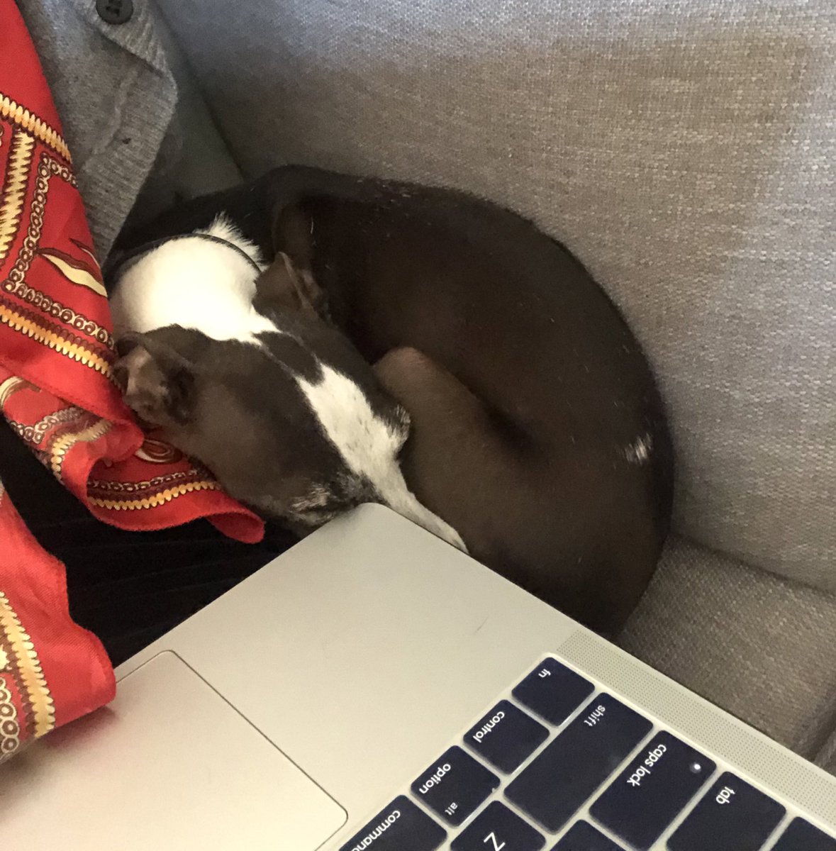 Working from home tip from Primrose: nestle more