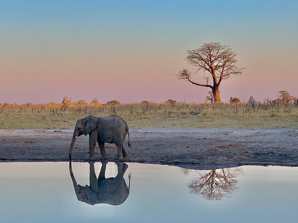 WeAreWilderness's tweet photo. Your #WildernessMemories: “The infamous Naledi in all her glory at Abu Camp in Botswana. 🐘 (taken on a iPhoneXS)” - Cathryn Gabor

#WildernessSafaris
#AbuCamp
#WildernessUnited https://t.co/r78IRDXbAp