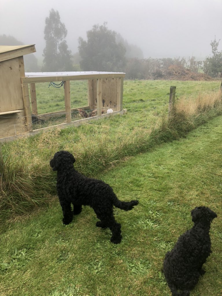 SallyBoult's tweet photo. Day 1  #lockdownnz Watching dogs watching hens https://t.co/MbYEhGf1Og