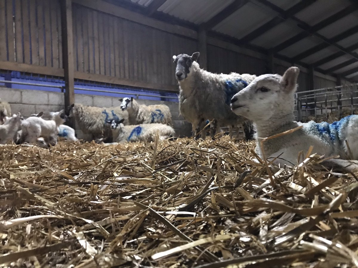 Jason Shorten tweet media