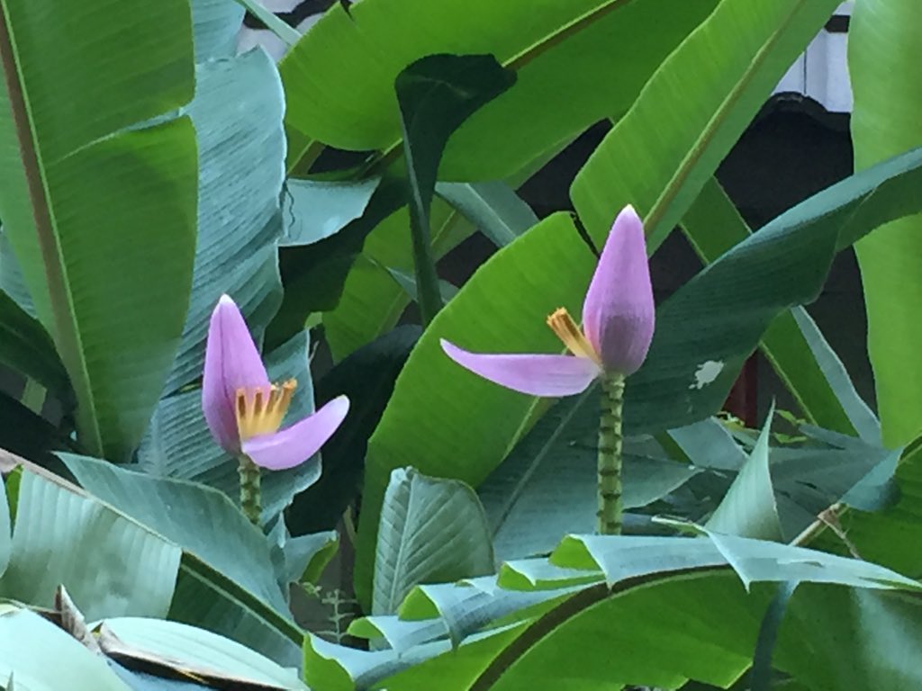 Jetrin على تويتر どうぞ バナナの花の花言葉は 風格