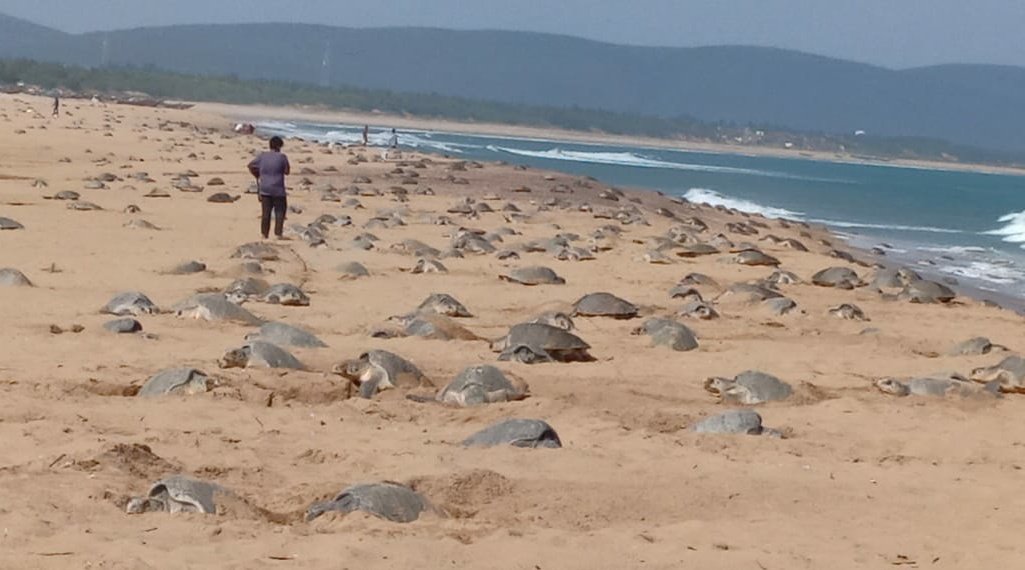 OdishaSeaTurtle's tweet image. Fearing COVID-19 everywhere, Ridley Turtles are nesting during the daytime, in the Rushikulya Mass Nesting Zone ( #Arribada), sea turtle troop off the Odisha coast, which is a rare occurrence !!

#MassNesting #Rushikulya #OliveRidley

@AnkitKumar_IFS 
@RandeepHooda 
@ErikSolheim
