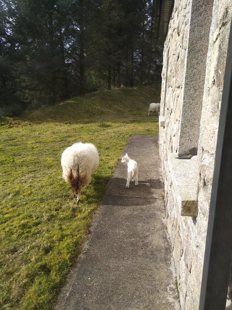 I was challenged by <a href="/xbarcelo95/">Xavi Barceló</a> to show my work from home set up. Meetings won't stop because you're isolated. Also, you can always see your neighbors with the kids. I challenge @luisoriano_, <a href="/NGBNeto/">Nuno Neto</a> and <a href="/AngelicaFederi7/">Angelica Federici</a>