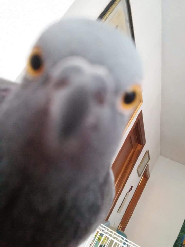 mcrubiocam's tweet photo. I would never have thought that pigeons were so loving, loyal and funny ❤ Get to appreciate them and there will be no turning back. Boundless love forever!! 
#pigeonsrock
#notpests https://t.co/g1wV3Jz97M