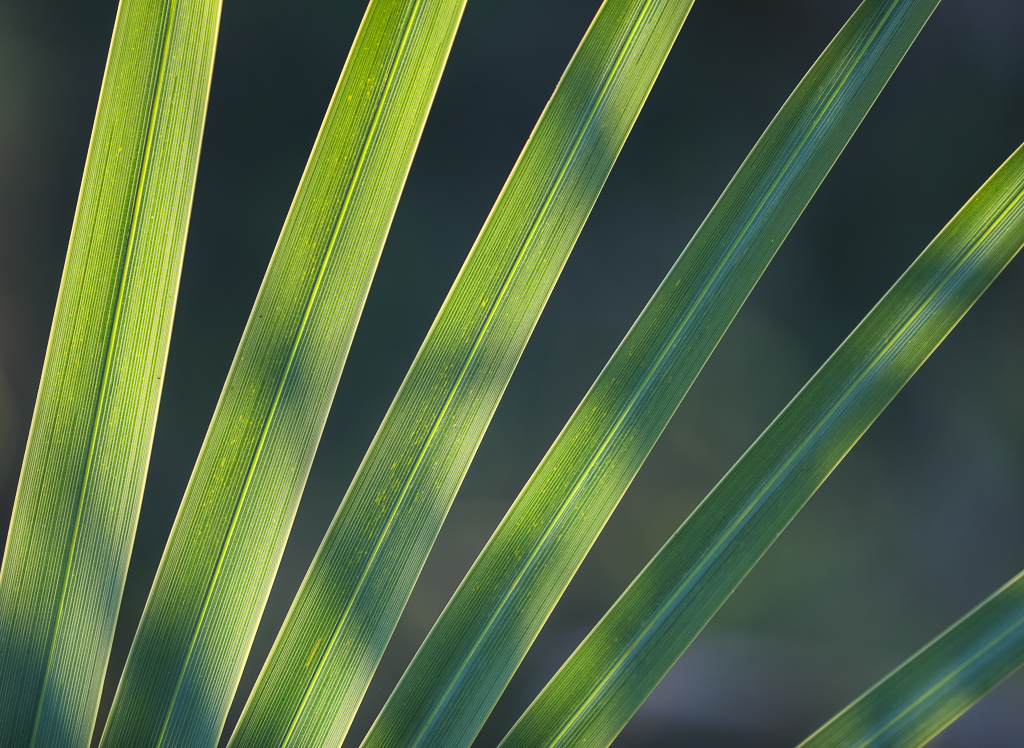 Dancing shadows across a saw palmetto frond. #palms