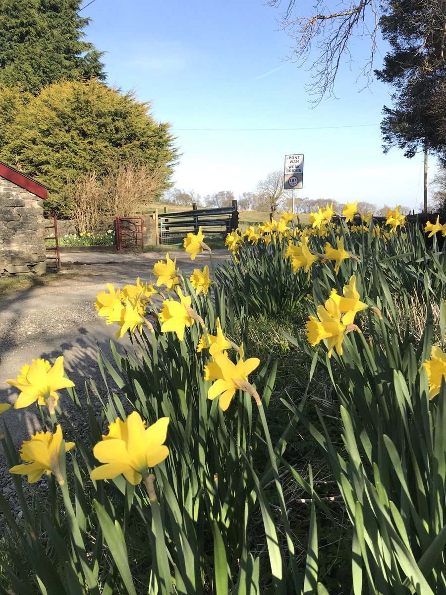 Groes_Bylchau's tweet image. #PethauPositif Bylchau, ar gyrion mynydd #Hiraethog bore ‘ma #PositiveVibes today #CeromaFeirws #CynefinaChymuned 🏴󠁧󠁢󠁷󠁬󠁳󠁿