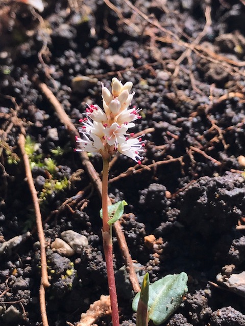 Twitter এ 調布市 野草園の花情報 野草園では 春にトラノオに似た花をつけることが名前の由来となった ハルトラノオ 春虎の尾 が見ごろとなっています 山地の湿り気のある場所に自生する多年草です 花言葉は 星への願い T Co Hvztecjxfl Chofu