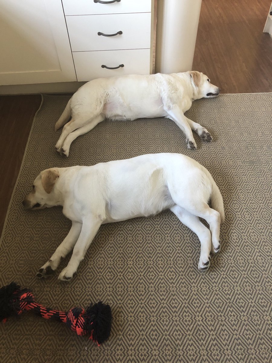 This lockdown is getting my dogs depressed!!!