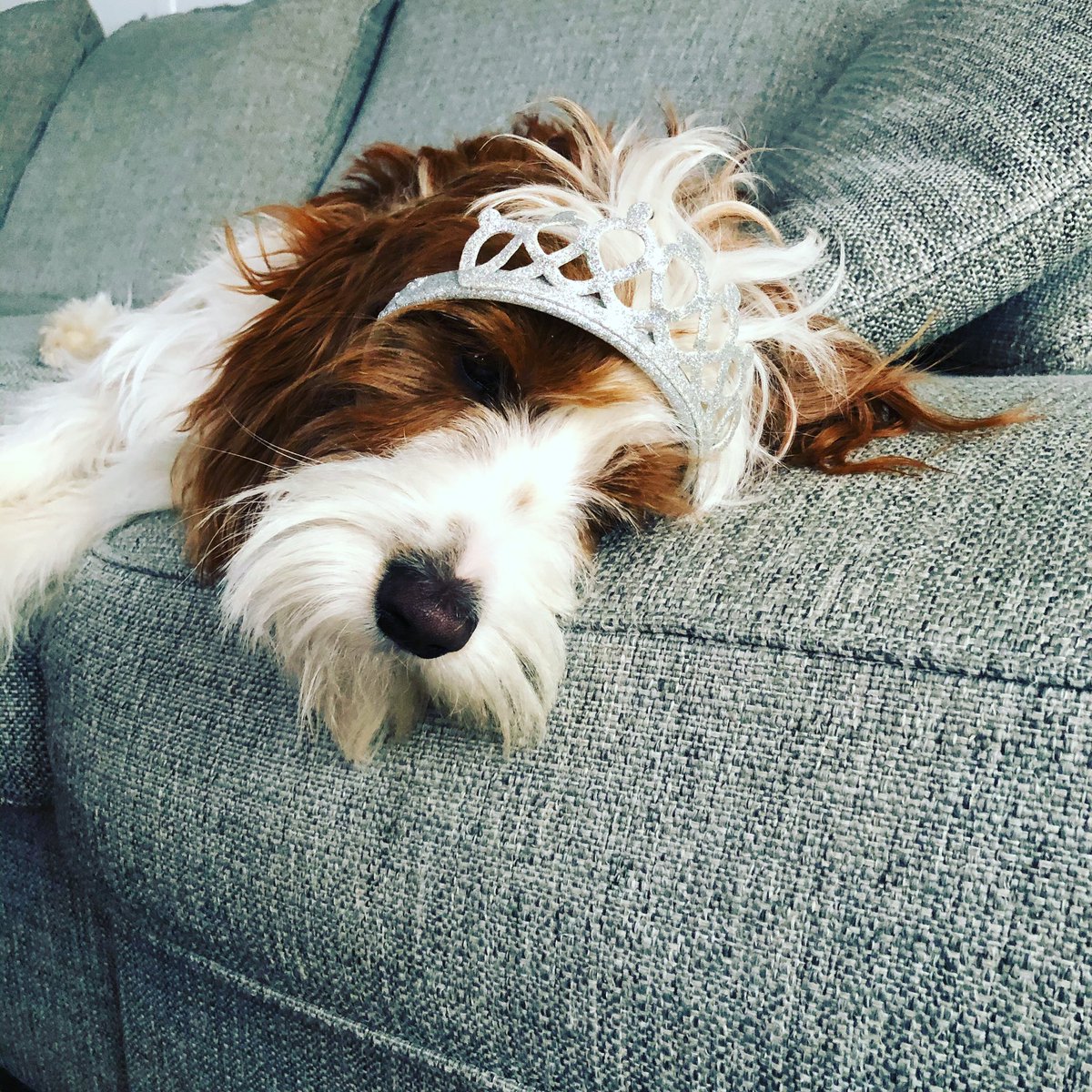 koz_mrs's tweet photo. @ShayGenna Buddy is as cute as our Mickey https://t.co/GZIE7e5QG6