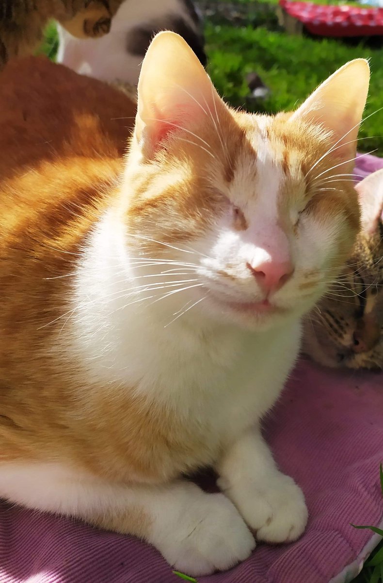 Handicats27's tweet photo. Notre beau Eurêka qui est aveugle, souris 😊 en se dorant la pilule au soleil 🌞 https://t.co/liyns3CVdB