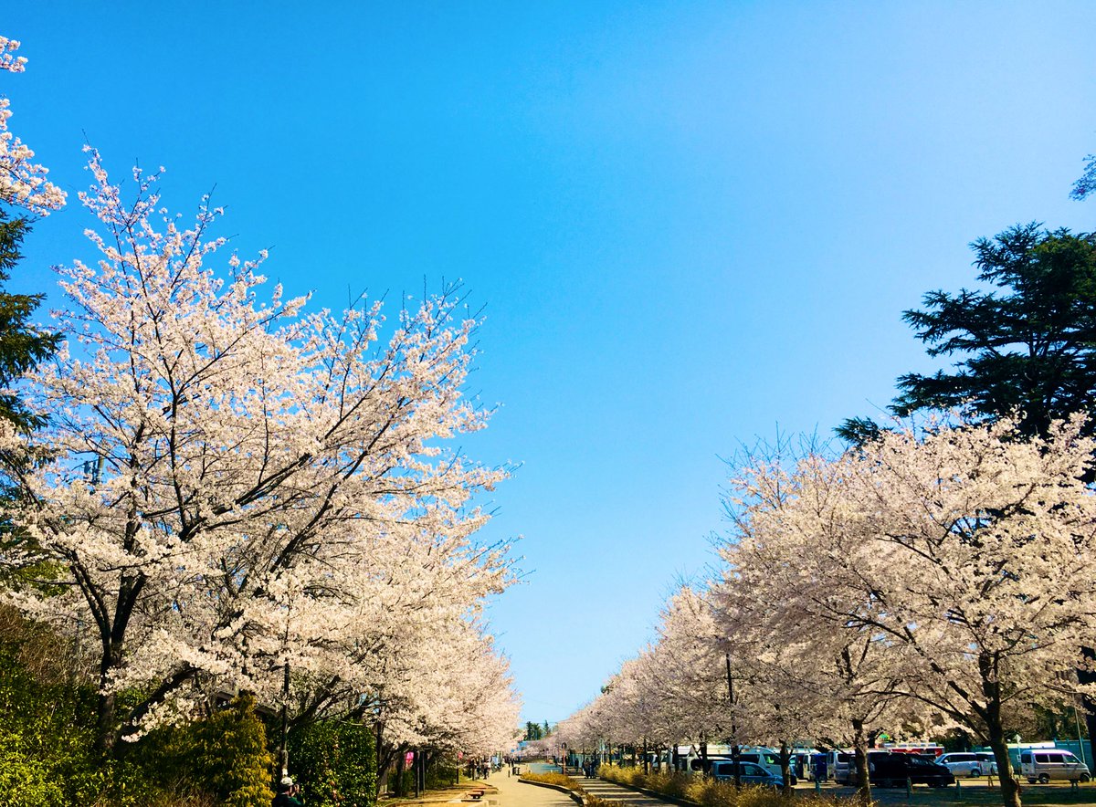 清水公園 駅までずっと続く桜並木 清水公園 東武アーバンパークライン さくらまつり 桜並木