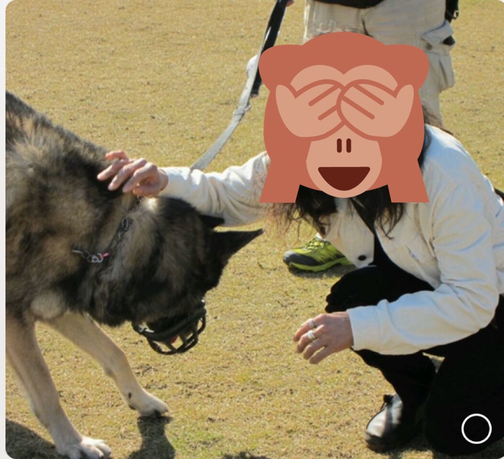 chibitano1's tweet photo. 5年前かな?
友人のワン連れて京丹後市のドッグランに行った時
隣の口輪したわんこは
なんと!なんと!
狼犬🐶
でもお父さん大好きの可愛い子でした
狼の血は25%のローブリッドのわんこ
おっきかったけれどめちゃくちゃ可愛い子だったなぁ
#Wolf_dog
#狼犬 https://t.co/MDxzrd67kb
