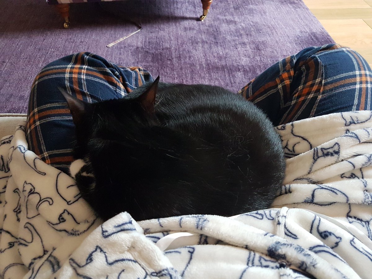 ScottishHaught's tweet photo. Feeling the love this morning 😍🐱 #IslaKitten https://t.co/6WgMwij7Zj