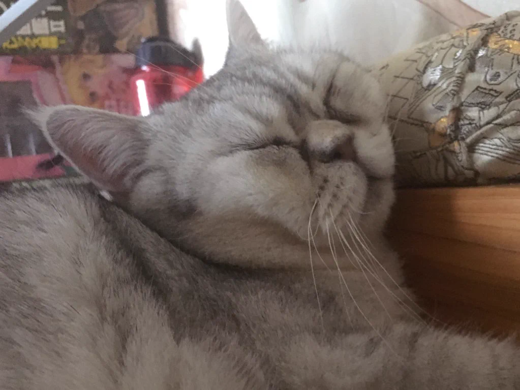 @hachimonajin @itiharasan_ これは私の猫です。。😔 