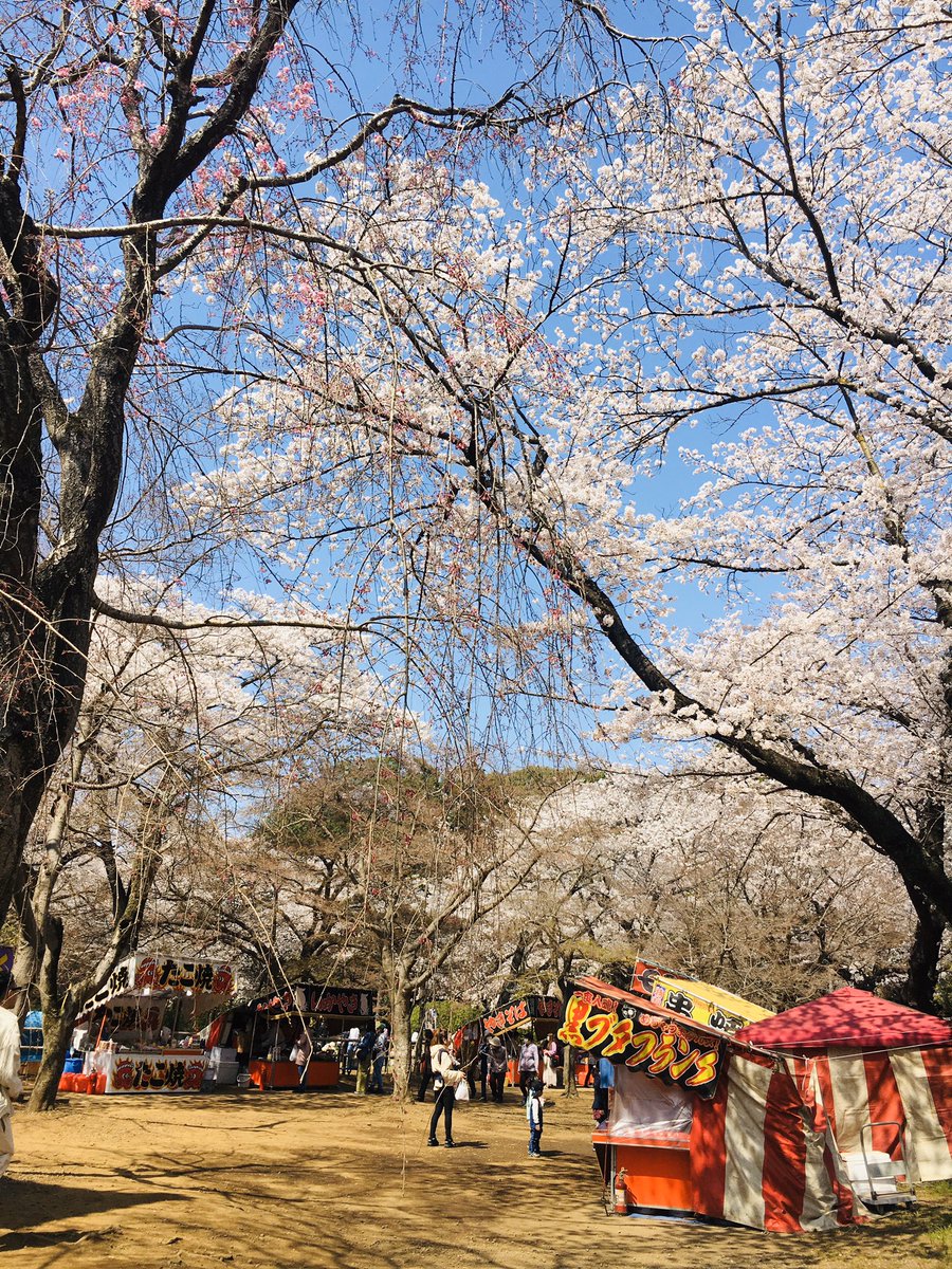 清水公園 右を見ても 左を見ても 上を見ても 桜だらけの清水公園です 桜 さくらまつり 清水公園