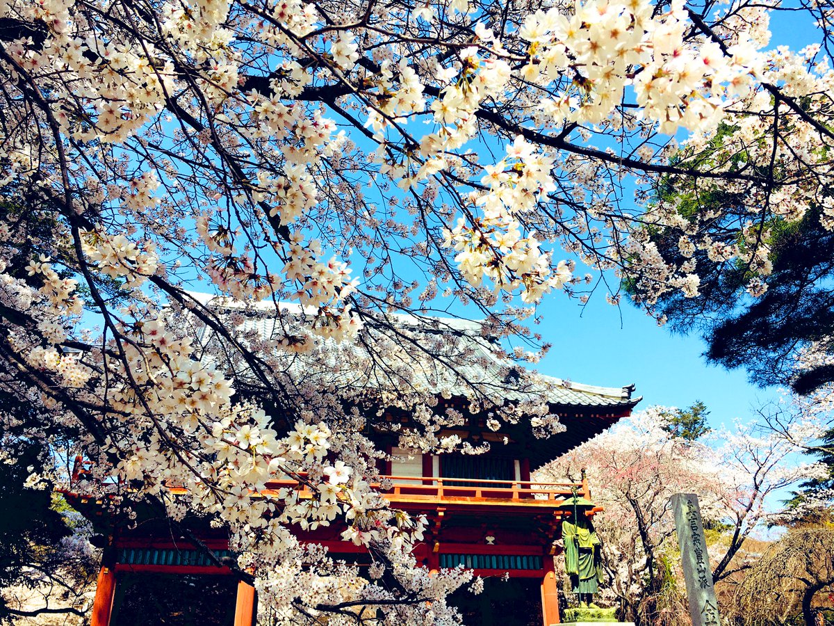 清水公園 右を見ても 左を見ても 上を見ても 桜だらけの清水公園です 桜 さくらまつり 清水公園