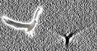 Tomo-tip Nr. 1: Beware of the bird. How to quickly double check if your tilt series alignment using gold beads was successful: wiki.dynamo.biozentrum.unibas.ch/w/index.php/To…