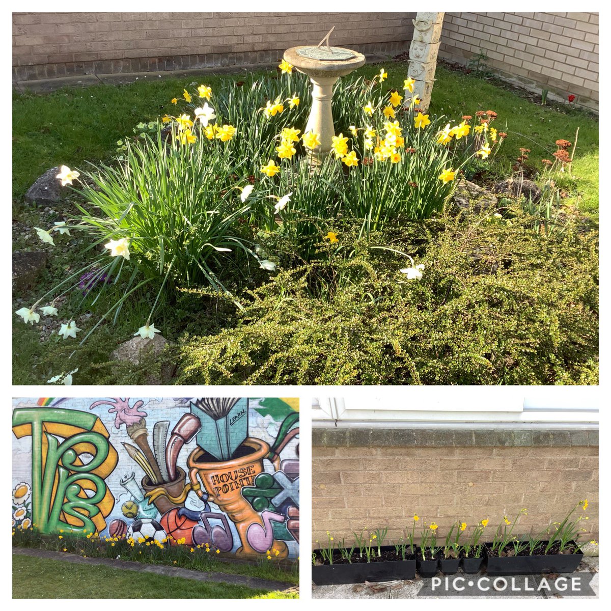 TickfordPark's tweet photo. The daffodils looked lovely around school this morning. Year 5, yours are growing really well now. πΌπΈπΌ #TP4dht #TP4year5 https://t.co/yoGtxoIQzv