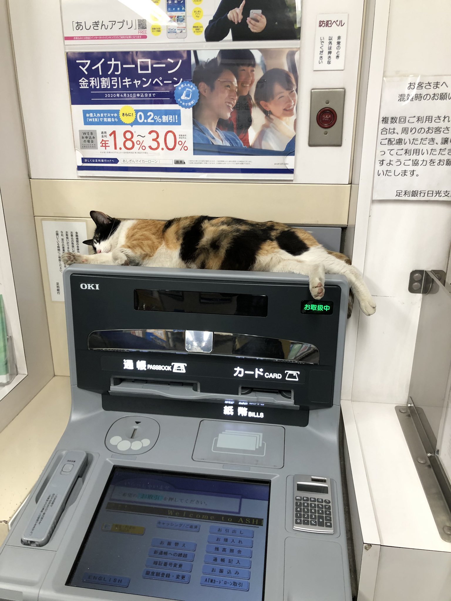 まさに招き猫 銀行のatmに猫が普通に寝ているのだが 話題の画像プラス まさに招き猫 銀行のatmに猫が普通に寝ているのだが 話題の画像プラス
