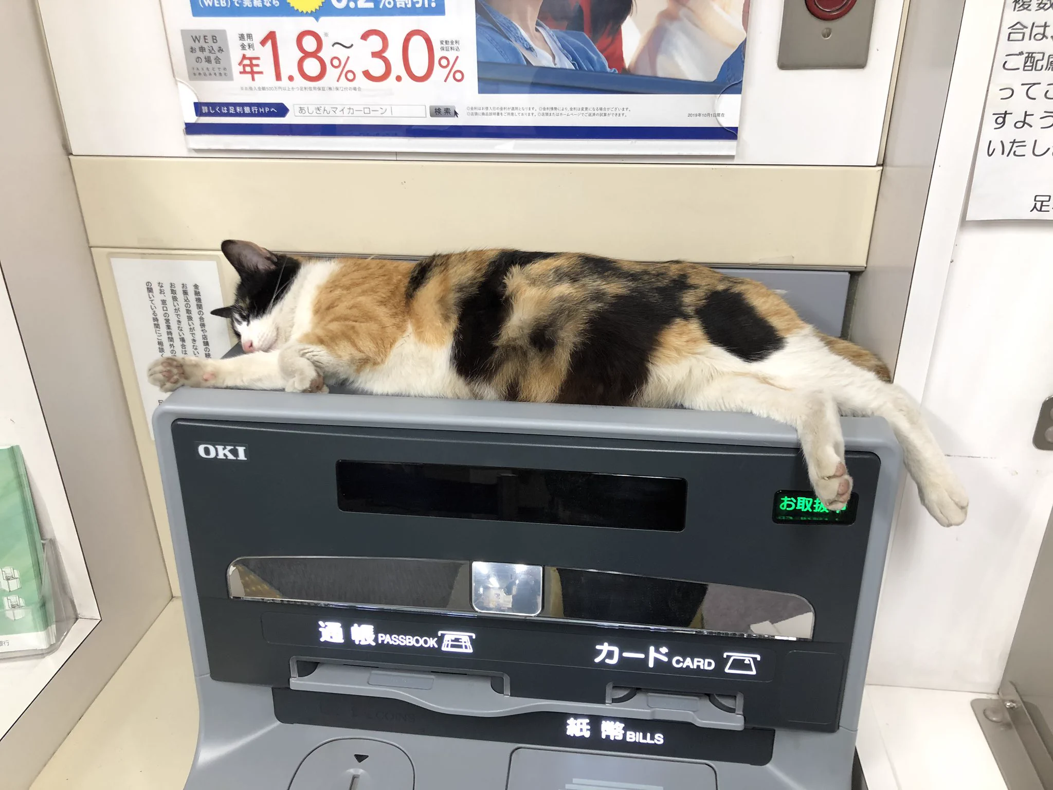 まさに招き猫？？銀行のATMに猫が普通に寝ているのだがwww