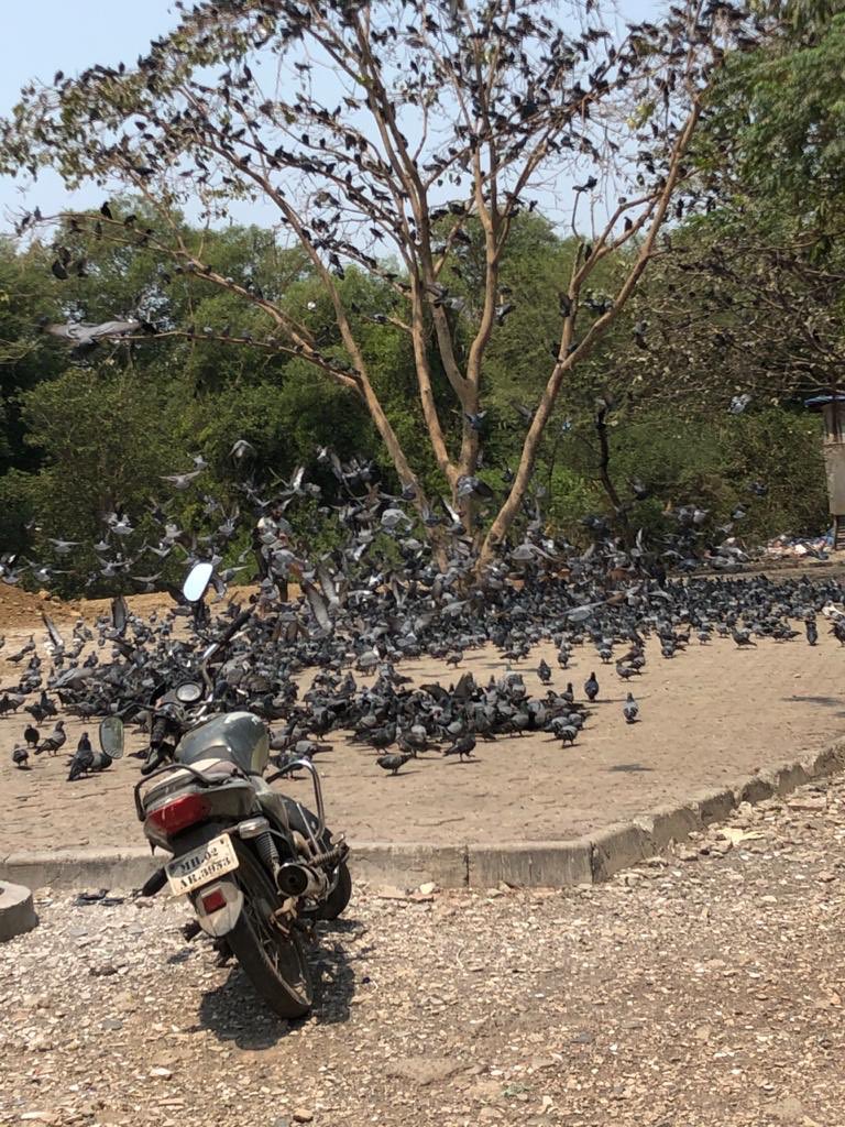 BIG THANK U to Lokhandwala Citizens who have worked day in out to help pigeons migrate to a safe home with ample food/water/green cover without risk of dying under vehicles. @ Maleshwar Mandir Mhada Lokhandwala.<a href="/_iampratip/">Pratip Acharya</a> @richapintoTOI @Lokhandwala_Bom <a href="/mybmc/">माझी Mumbai, आपली BMC</a> <a href="/mybmcwardKW/">Ward KW BMC</a>