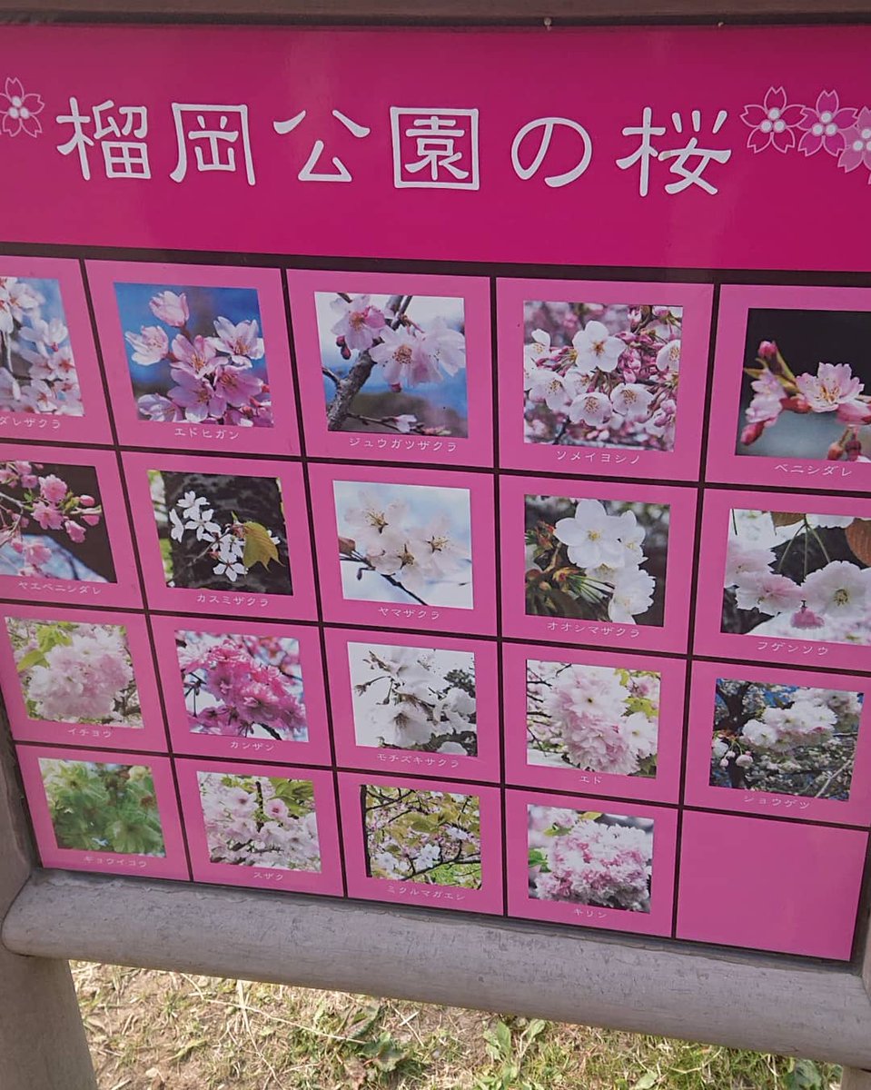 WATARU3399's tweet photo. 仙台にも桜咲きはじめました。
#桜
#仙台
満開の頃にまた🎵 https://t.co/rVeDhZHNmj