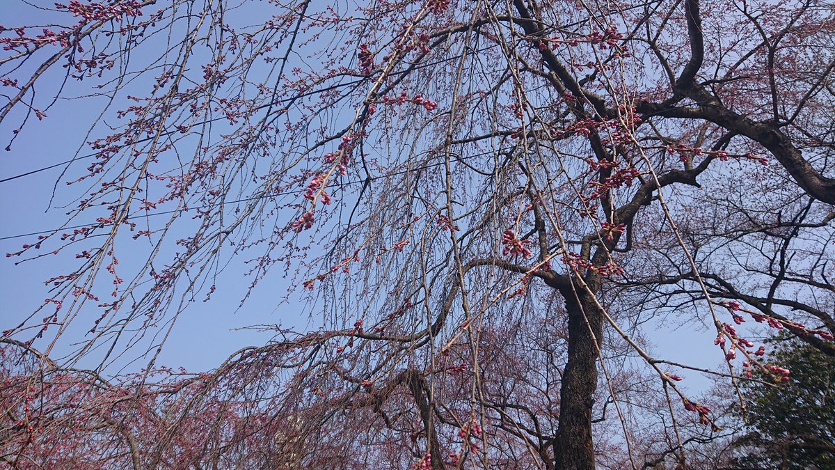 WATARU3399's tweet photo. 仙台にも桜咲きはじめました。
#桜
#仙台
満開の頃にまた🎵 https://t.co/rVeDhZHNmj