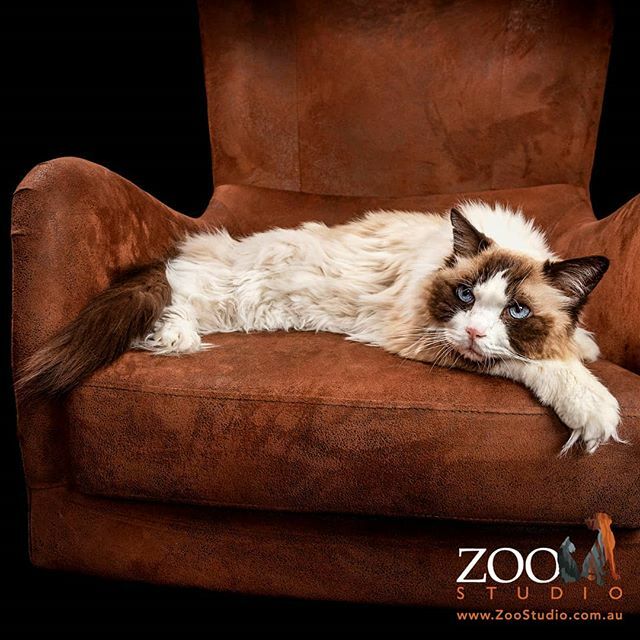 ZooStudioPhotos's tweet photo. 'Time To Chillax!' #zoostudiophotos #petphotography #professionalpetphotography #cat #cats #catsagram #catoftheday #catlovers #catsofinstagram #ragdoll #ragdolls #ragdolllovers #ragdollsofinstagram #ragdollcat #ragdollcats #ragdollcatlovers #ragdollcatsofinstagram #timetochillax https://t.co/nMhHZ3xFOg