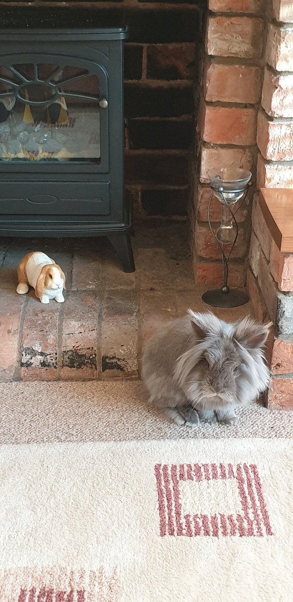 Dis iz open fur discussion...who da cutest bunny me or dat imposter in da background 💓🐰🐰💓 hoppy floofy fursday boof fwends 💓🐰💓 #bunob