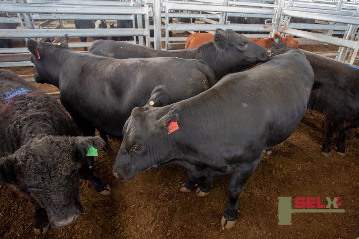 SELXNSW's tweet photo. #Murrumburrah High School sold 3 #Angus #Steers with #AgStock for 380c/kg, av 573.3kg, $2178.67ph. The students had prepared this entire pen for presentation at the Royal Easter Show in Sydney, but due to its cancellation put them up for sale today at #SELX. https://t.co/l3xD3Iyl8N