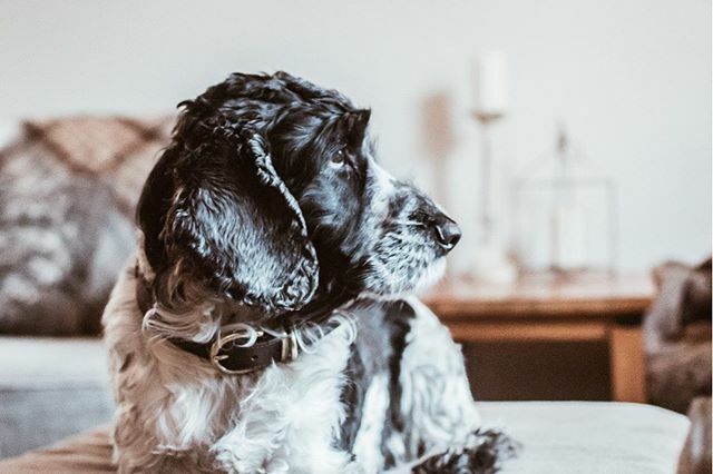 Tell me something your pet is doing, but call them ‘the drunk guy at the end of the bar’ instead. 😆

The drunk guy at the end of the bar is staring at me because he wants me to feed him.

Your turn! 🤣 ift.tt/3am3ZA3