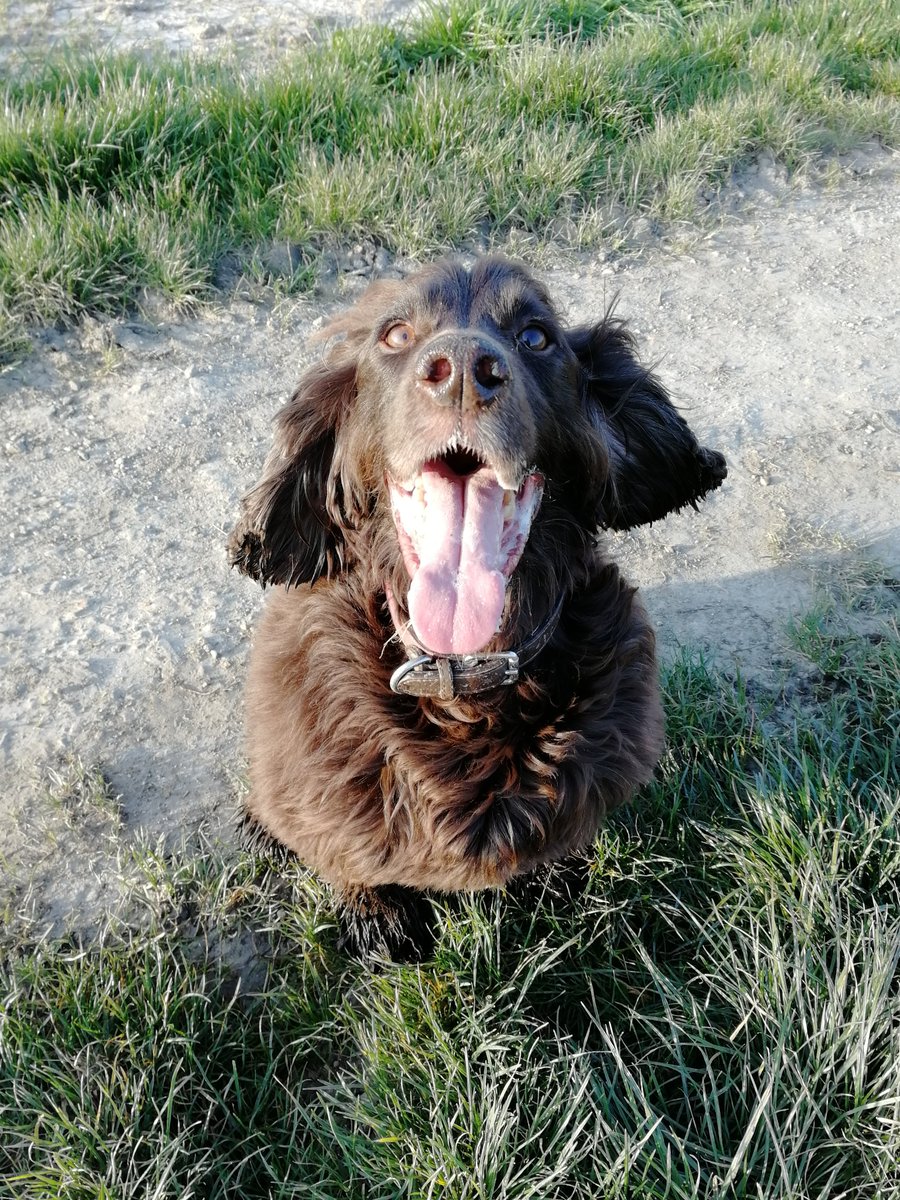 ejcurthoys's tweet photo. Felt very emotional on my sunrise dog walk today! I went out early to avoid everyone but, whenever I did see a fellow dog walker, I waved frantically and yelled "GOOD MORNING". 👋Apologies if you were one of these people! 👍 https://t.co/VaY4AIvmsY