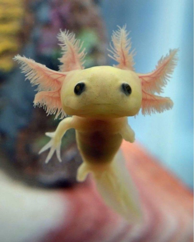 Emma Hollen على تويتر Here Are A Few Baby Axolotls To Help You Get Through You Week Yougotthis T Co 35cf6zl8ci تويتر