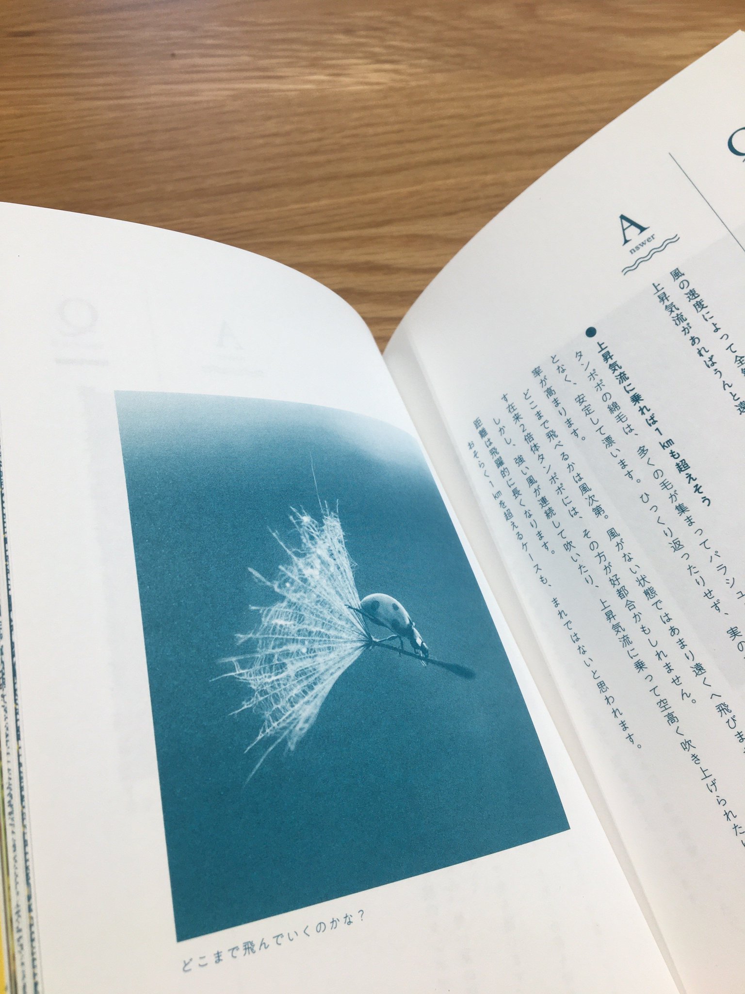 雷鳥社 たんぽぽの秘密 より 綿毛のお話 タンポポの綿毛 は 多くの毛が集まってパラシュート状になっているそう どこまで飛んでいけるかは 風次第 上昇気流に乗れば1kmも飛んでいってしまうのだそうです 気ままな 綿毛がうらやましい 雷鳥社 たんぽぽの秘密 より 綿毛のお話 タンポポの綿毛 は 多くの毛が集まってパラシュート状になっているそう どこまで飛んでいけるかは 風次第 上昇気流に乗れば1kmも飛んでいってしまうのだそうです 気ままな 綿毛がうらやましい