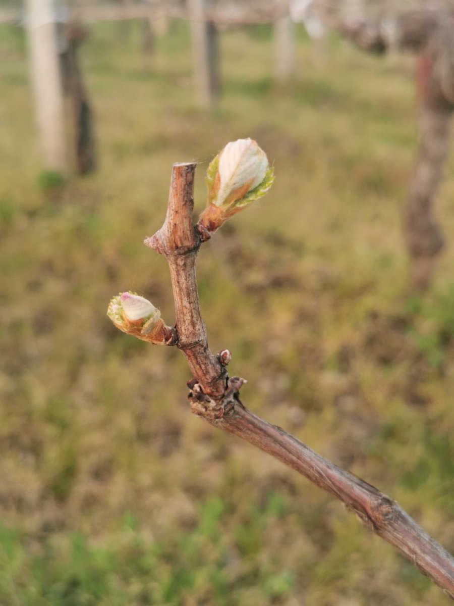 With all that’s happening it is nice to see that at least life is still budding elsewhere. These are the first buds of the Merlot used in our Ch Tour Baladoz that will form part of this vintage. At least for the wine geek in me, I found this a pleasant distraction 🌱 #staysafe