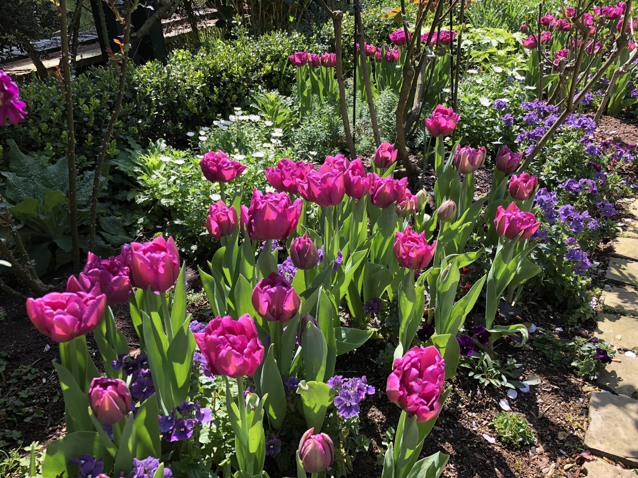 長谷川彩花 チューリップ かわいいっ チューリップ アカオハーブアンドローズガーデン アカオ バラ 熱海 花 空飛ぶブランコ コエダハウス 春の花 ラベンダーソフト 菜の花 フレームハウス 切り株ベンチ ハンモックベンチ 森の