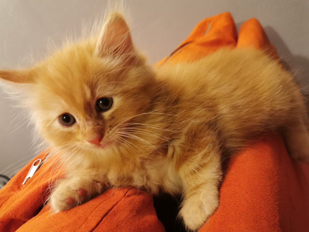lalwende09's tweet photo. @D_orphane Voici Granola 😻 https://t.co/jmOxXg3eng