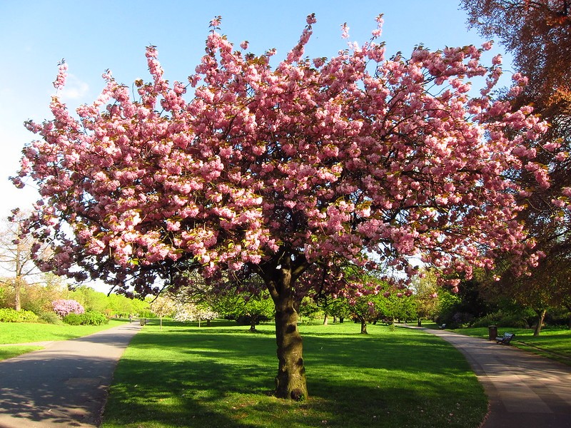 lauranolte's tweet photo. Cherry blossom in Regent's Park, 12 April 2011
https://t.co/GNHn9tTP46 https://t.co/oV2MzBBFK6