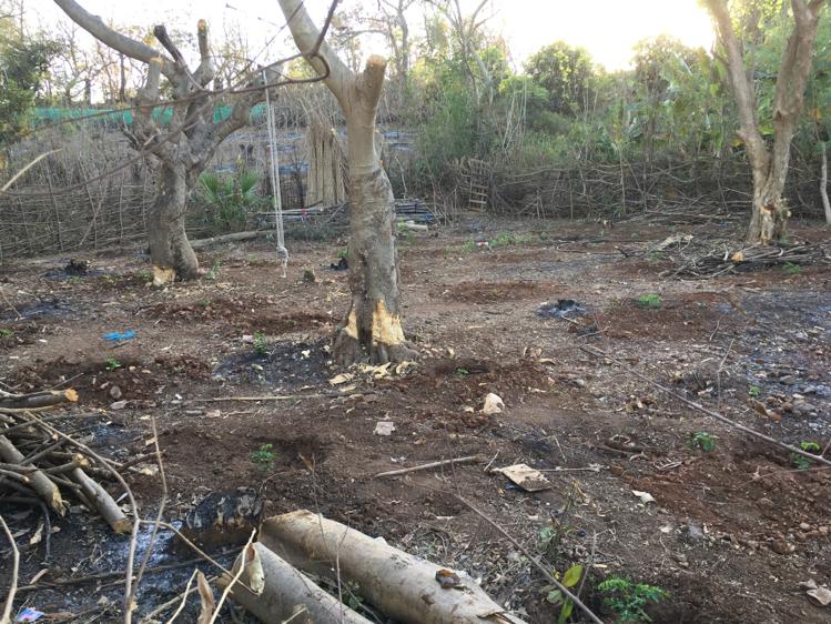 ConserveAarey's tweet photo. @AUThackeray @OfficeofUT Please pay urgent attention the Sanjay Gandhi National Park. The park from the Aarey side from Bangoda pada is being decimated. (1/8) https://t.co/3FkjGGUwAZ
