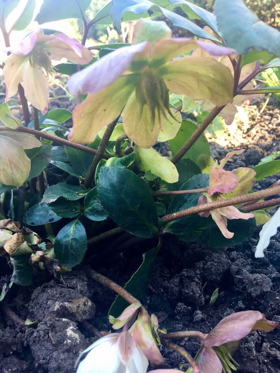 Vicky64205723's tweet photo. Some photos from my newly planted woodland border. #darrengrittonphotochallenge #flowerboost #spring #strongertogether https://t.co/P9iw9zSyD6