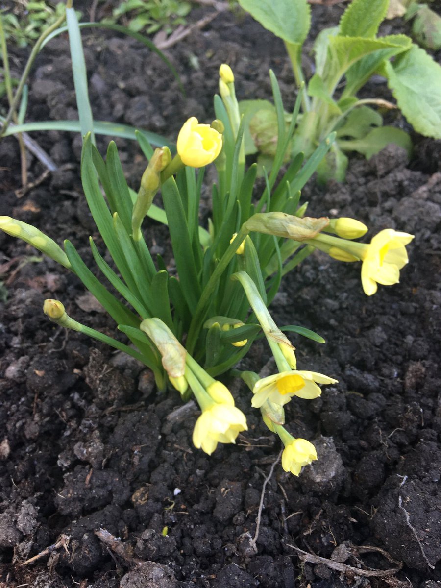 Vicky64205723's tweet photo. Some photos from my newly planted woodland border. #darrengrittonphotochallenge #flowerboost #spring #strongertogether https://t.co/P9iw9zSyD6