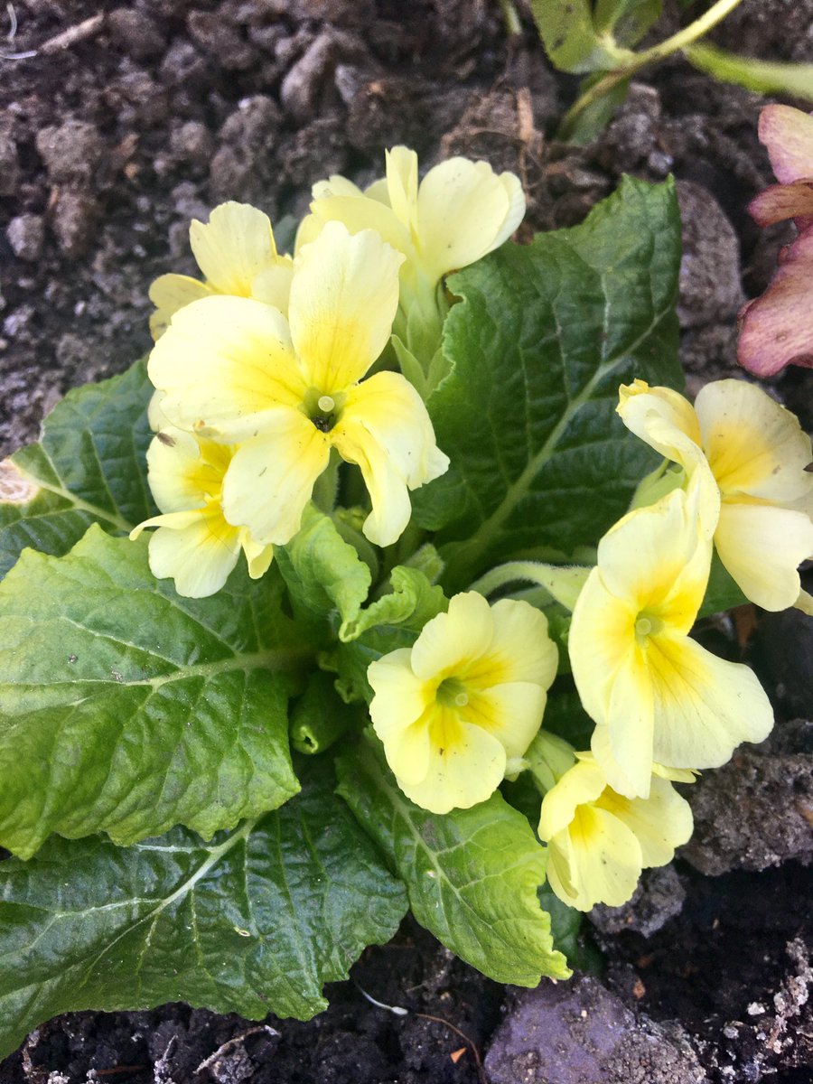 Vicky64205723's tweet photo. Some photos from my newly planted woodland border. #darrengrittonphotochallenge #flowerboost #spring #strongertogether https://t.co/P9iw9zSyD6