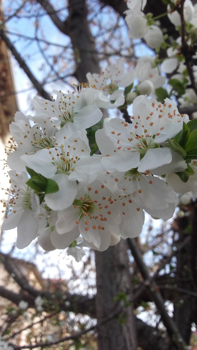 İlkbaharın güzellik leri çiçek dalında Güzel
