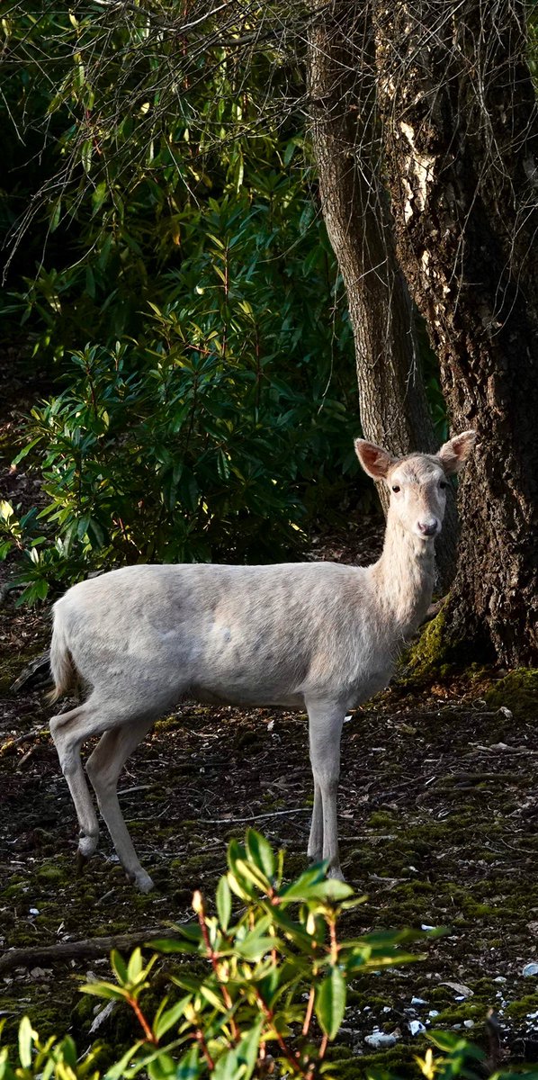 Our thanks to Pete for another lovely photo of the wildlife in his #NewForest garden.