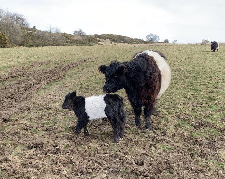 MakeItWilder's tweet photo. Our newest calf! Healthy male and look at that stripe! Born outside, no help required.
He needs a name! A small prize for the best suggestion. Needs to begin with βCβ ..... #wecantcallhimcorona
#makeitwild
#belties #conservationgrazing https://t.co/hbk9xDgFca