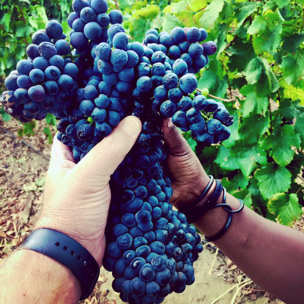 AKKERDAL's tweet photo. #thirstythursday Ek is baie trots op my trosse se size hierdie jaar en prominente geure op al die cultivars #akkerdalharvest2020 #terroir #viticulture #mytrosismytrots #aoharvest2020 #nuts4laffort #enartis #inteligro #growinggoodness #farmingforthefuture #winefarmer #winemaker https://t.co/De5CtKNmEW