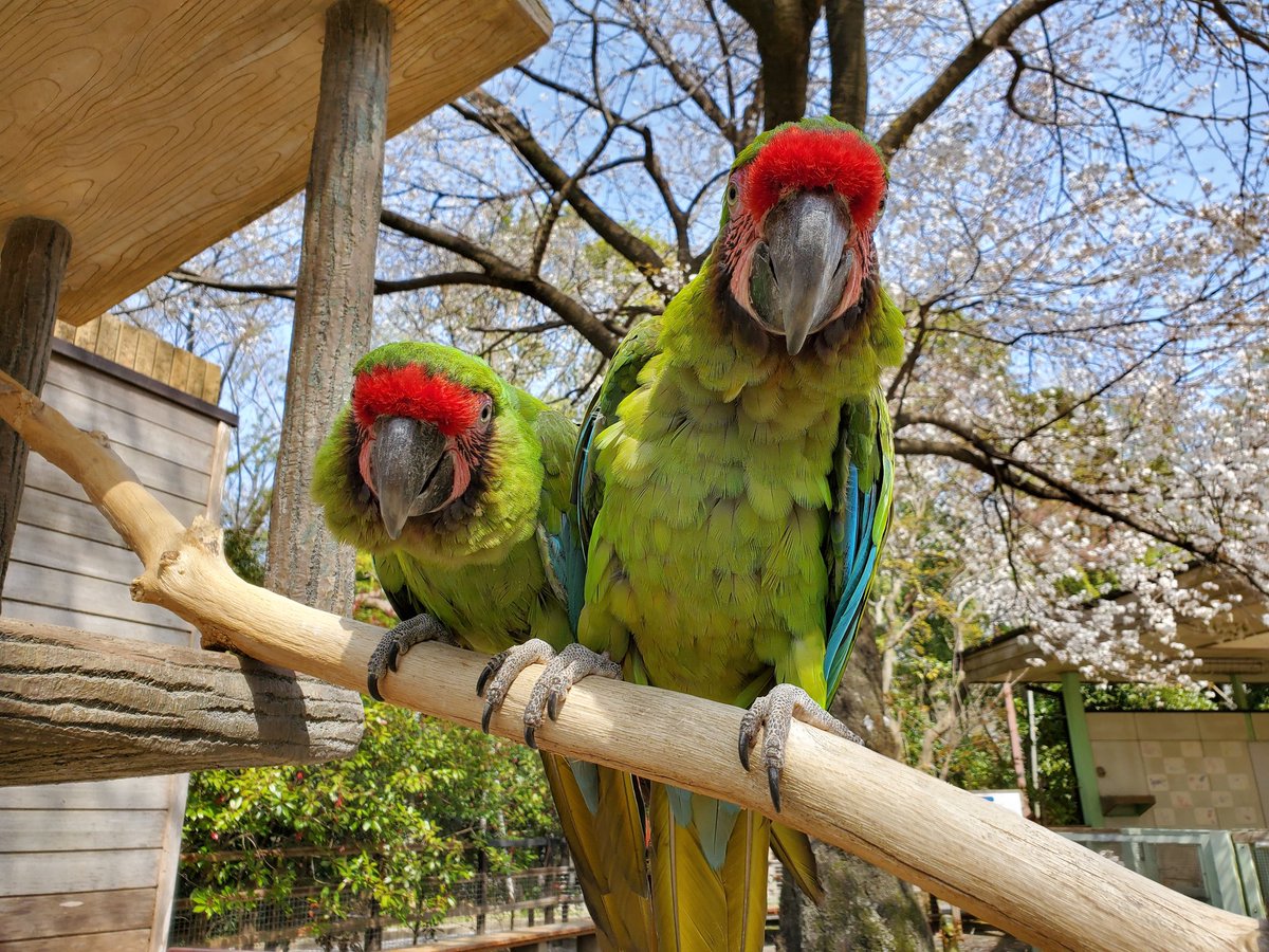 千葉市動物公園 公式 今の季節 飼育員だから撮れるヒワコンゴウインコと桜 カメラが気になるご様子でした 飼2 Chibazoo コロナばっかりで気が滅入るから可愛い動物載せようぜ