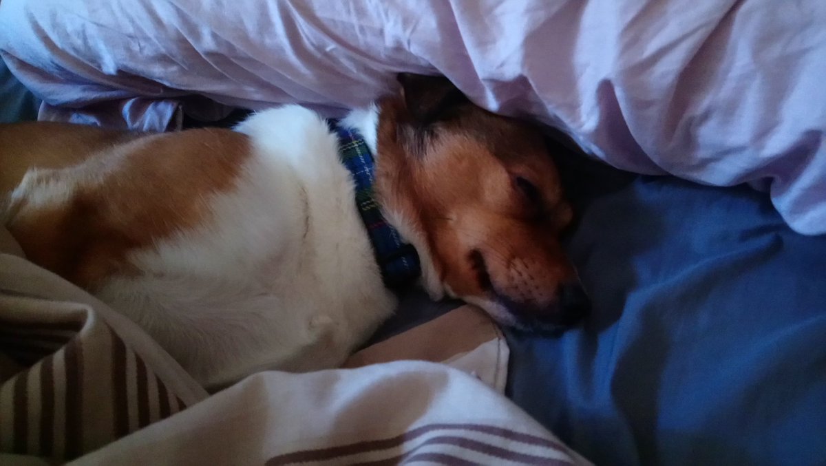RachelGraff's tweet photo. Jojo's having a lie-in this morning 😴 I'm going to try and force myself to do some composing...let's see if it works! https://t.co/6p5xiyQ5V9