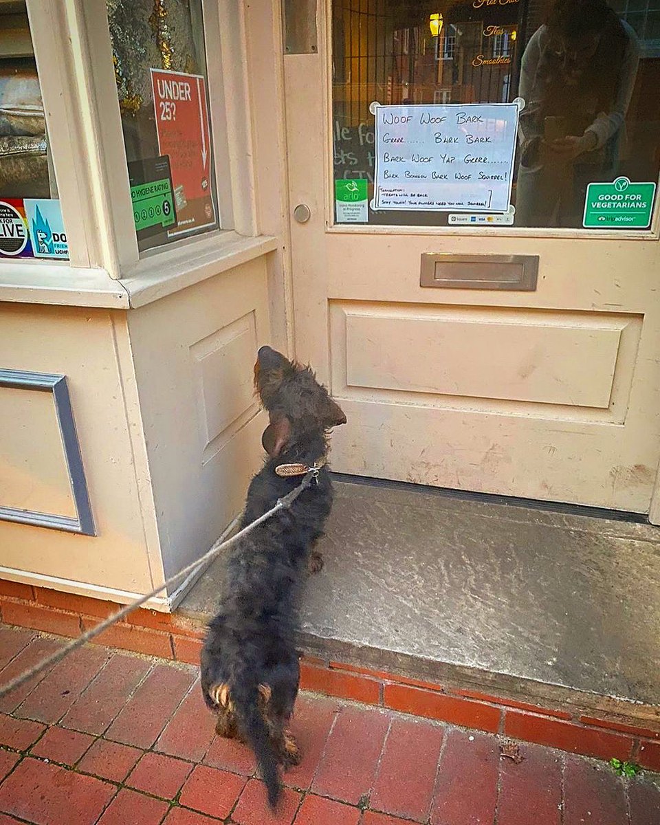 “Woof Bark bark yap yip bark woof “

“Treats will return, but first your hoomans need you more than ever-SQUIRREL “

Awwwwr keep your pics coming on your one walk a day xx with <a href="/itsmadebyleah/">Made by Leah</a>
